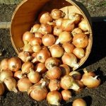Winter varieties of onion sets for planting before winter