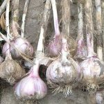 Winter garlic