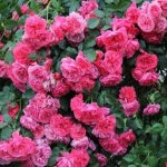Парад роз с шелковистыми блестящими розовыми цветами