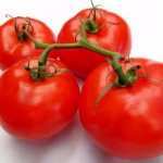 Parodist - Early varieties of tomatoes