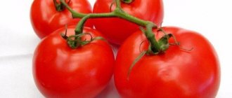Parodist - Early varieties of tomatoes