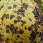 Scab is one of the dangerous fungal diseases of pear