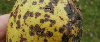 Scab is one of the dangerous fungal diseases of pear