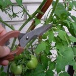 пасынкование томата