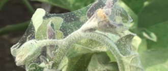 Spider mites on eggplants: how to get rid of the pest once and for all