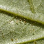Spider mites on cucumbers in a greenhouse