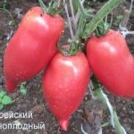 Перцевидные помидоры
