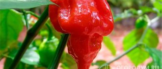 Перчик Trinidad Scorpion (на фото) признан самым острым в мире; плоды ярко-красные, шаровидной формы с заостренным носиком, напоминающим жало скорпиона