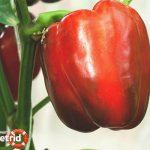 Pepper Giant red F1 - description and characteristics of the variety