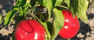 Kolobok pepper variety