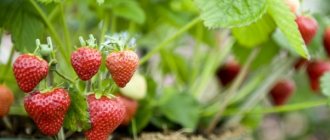 Transplanting strawberries in the garden: recommendations and nuances