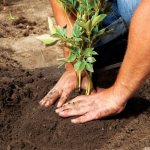 replanting garden peonies
