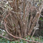 Replanting an old honeysuckle bush
