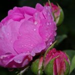 Пионовидная роза с ярко-розовыми лепестками