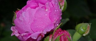 Пионовидная роза с ярко-розовыми лепестками