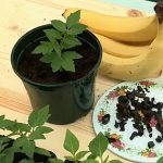 Banana peel nutritional fertilizer for seedlings