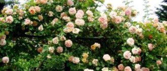 плетистые розы цветущие все лето сорта зимостойкие не колючие