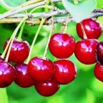 cherry fruiting