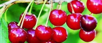 cherry fruiting