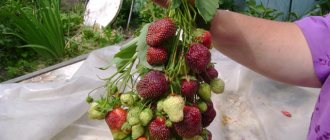 Fruiting clusters of strawberries variety Fireworks