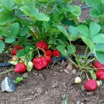 Fruiting strawberry bushes Queen Elizabeth-2