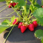 Clery strawberry fruiting bush
