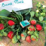 Fruiting bush of garden strawberry Vima Rina