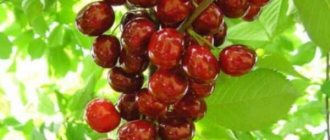 Columnar cherry fruits