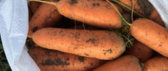 плоды моркови абако