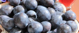 Black thulia plum fruit