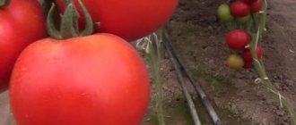 Tomato fruits