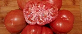 Плоды томатов сорта Абруццо