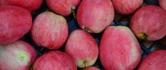 Плоды яблони Летнее Полосатое