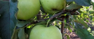 Fruits of the Mutsu apple tree