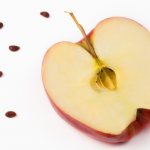 Плоды яблони «Рихард» содержат достаточное количество витамина С и антиоксидантов