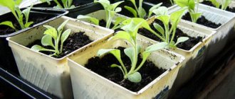Petunia seedlings grow poorly