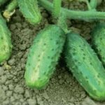 Pros and cons of Farmer cucumbers