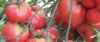 &#39;Pros and cons of the Lopatinskie tomato&#39; width=&quot;800