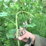 Raspberry shoots wither: introduction