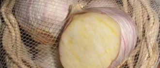 Why did garlic grow in one head? Why didn&#39;t the garlic split into cloves? 