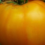 &#39;Why do summer residents love the Altai Orange tomato so much, reviews of its productivity and secrets of care&#39; width=&quot;800