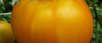 &#39;Why do summer residents love the Altai Orange tomato so much, reviews of its productivity and secrets of care&#39; width=&quot;800
