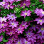Why doesn&#39;t clematis bloom?