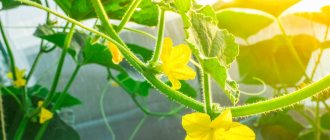 Why don&#39;t cucumbers grow in the greenhouse and bloom?