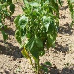 Почему вянут листья у перцев в теплице и что делать, чтобы спасти свой урожай