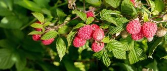 Why do raspberry leaves turn yellow and dry?