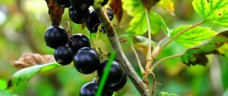 Why do currant leaves turn yellow and dry?
