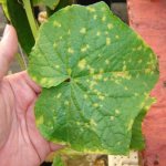 Why do cucumber leaves turn yellow in a greenhouse and how to deal with it