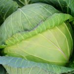 Подборка лучших сортов капусты для хранения на зиму и рекомендации по её выращиванию