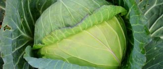 A selection of the best varieties of cabbage for winter storage and recommendations for growing it